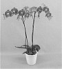 Phalaenopsis%20hybrid%20%27Phalfoxyq%27