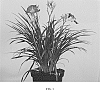 Hemerocallis%20hybrid%20%27VER00322%27