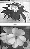 Impatiens%20hawkeri%20%27IMGZ0008%27