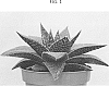 Gasteria%20hybrid.%20%27AMIAL1622%27