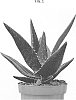 Astroloba%20spiralis%20%27OVASDINO%27