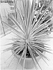 Cordyline%20australis%20%27Lilly%27