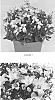 Campanula%20interspecific%20%27CIPZ0003%27