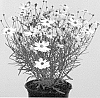 Coreopsis%20rosea%20x%20Coreopsis%20verticillata%20%27URIBL02%27