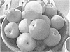 Malus%20x%20domestica%20%27MAIA11%27