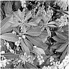 Pieris%20japonica%20%27Sincere%27