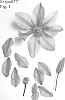 Clematis%20viticella%20%27Evipo077%27