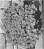 Chrysanthemum%20x%20morifolium%20%27Harvest%20Igloo%27