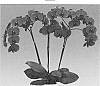 Phalaenopsis%20hybrida%20%27Joyride%27
