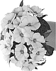 Impatiens%20hawkeri%20%27Duetamarcherblos%27