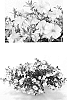 %28Petunia%20x%20hybrida%29%20x%20Calibrachoa%20sp.%20%27Duesunvan%27