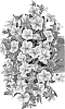 Calibrachoa%20sp.%20%27Duecalvolsun%27