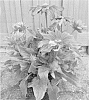 Rudbeckia%20hybrid%20%27ET%20RDB%20410%27