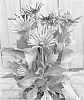 Rudbeckia%20hybrid%20%27ET%20RDB%20404%27