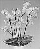 Phalaenopsis%20orchid%20plant%20named%20%27Butterfly%20Kisses%27