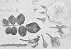 Rosa%20hybrida%20%27KORoligeo%27