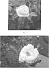 Rosa%20hybrida%20%27JAJchel%27