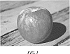 Malus%20Domestica%20%27Howell%20TC4%20WF%27