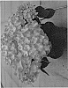 Hydrangea%20macrophylla%20%27HBA215910%27