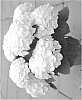 Hydrangea%20macrophylla%20%27HBA215909%27