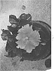 Hibiscus%20rosa-sinensis%20%27DUP-GTP%27