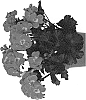 Pelargonium%20x%20hortorum%20%27Duepeltexmexrub17%27