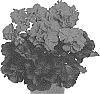 Pelargonium%20x%20hortorum%20%27Duepelsurneviol17%27
