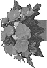 Begonia%20hybrida%20%27Fibegmissmal%27
