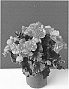 Begonia%20x%20hiemalis%20%27Bkpbechl%27