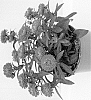 Symphyotrichum%20novi-belgii%20%27Zanasbluba%27