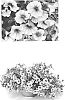 %28Petunia%20x%20hybrida%29%20x%20Calibrachoa%20sp.%20%27Duesunelapr%27