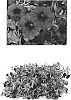 %28Petunia%20x%20hybrida%29%20x%20Calibrachoa%20sp.%20%27Duesunblsk%27