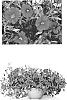 %28Petunia%20x%20hybrida%29%20x%20Calibrachoa%20sp.%20%27Duesunpkmorn%27