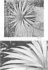 %20x%20Mangave%20x%20Agave%20hybrid%20%27Man%20of%20Steel%27