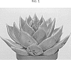 Echeveria%20agavoides%20%27AMIECH1607%27