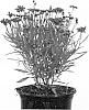 Coreopsis%20rosea%20x%20Coreopsis%20verticillata%20%27URITW01%27