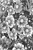 Coreopsis%20hybrida%2FTickseed%20Plant%20%27Proise%27
