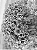Gaillardia%20x%20grandiflora%20%27Bargaispinor%27