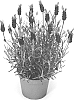 Lavandula%20stoechas%20%27LABZ0007%27