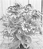 Rudbeckia%20hybrid%20%27ET%20RDB%20401%27