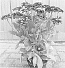 Rudbeckia%20hybrid%20%27ET%20RDB%20402%27
