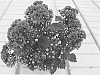 Campanula%20plant%20named%20%27PKM07%27