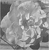Rosa%20L.%20%27RNF%20Pink%2001%27