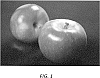 Malus%20domestica%20Mill.%20%27PremA129%27