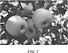 Malus%20Domestica%20%27Howell%20TC5%20WF%27