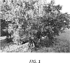 Citrus%20reticulata%20x%20Citrus%20paradisi%20%27Leanri%27