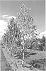 Magnolia%20sp.%20%27NCMX1%27