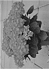 Hydrangea%20macrophylla%20%27HBA215911%27