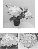 Hydrangea%20macrophylla%20%27YHLAX15%27