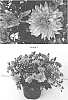 Chrysanthemum%20x%20morifolium%20%27CIFZ0057%27